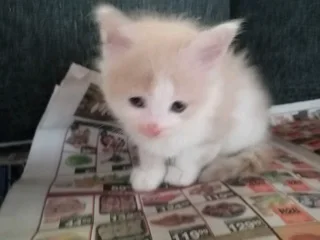 7 Adorable and Loving kitties (R350)