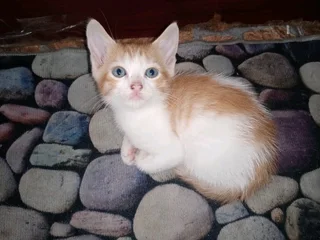7 Adorable and Loving kitties (R350)