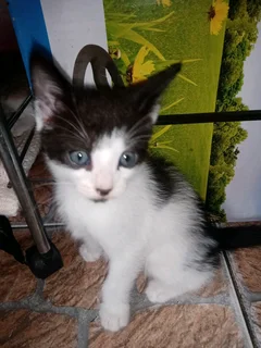 7 Adorable and Loving kitties (R350)