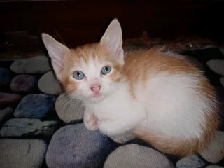 7 Adorable and Loving kitties (R350)