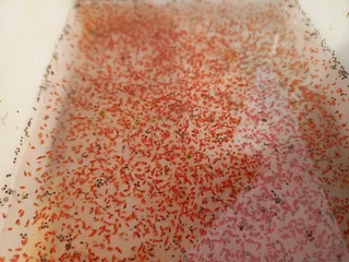 Daphnia - Starter Culture