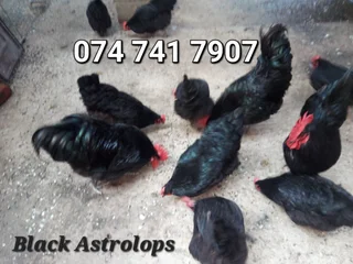 7 to 8 weeks Austrolorps