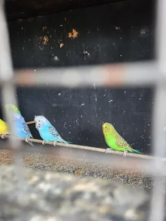 Show budgies for sale
