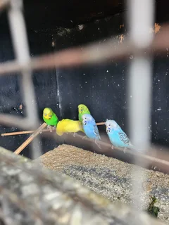 Show budgies for sale
