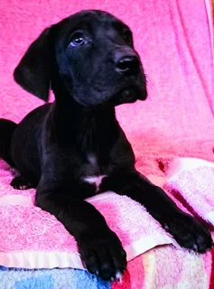 Great   dane  ....stunning  Female Puppy  For  Sale