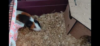 Tame guinea pig and cage