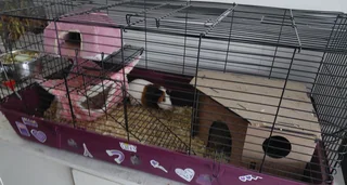 Tame guinea pig and cage
