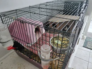 Tame guinea pig and cage