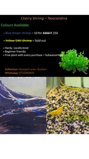 Blue dream Neocaridina Shrimp