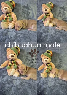 Chihuahua puppies