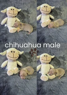 Chihuahua puppies