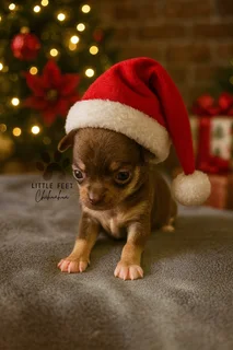 Chihuahua puppies