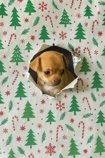 Chihuahua male puppies