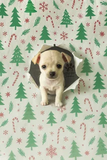 Chihuahua male puppies