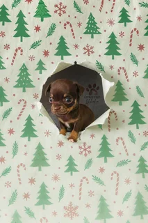 Chihuahua male puppies