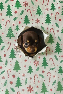 Chihuahua male puppies