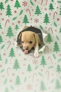 Chihuahua male puppies