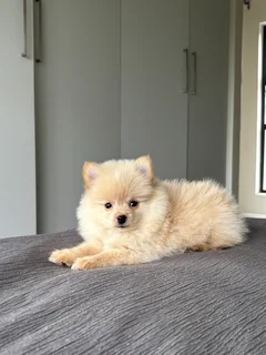 Toy pom