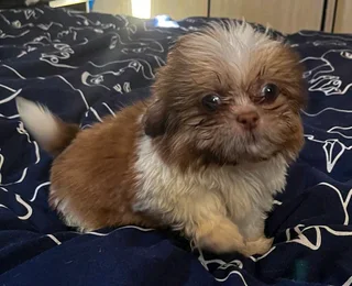 Miniature Shih Tzu Puppies