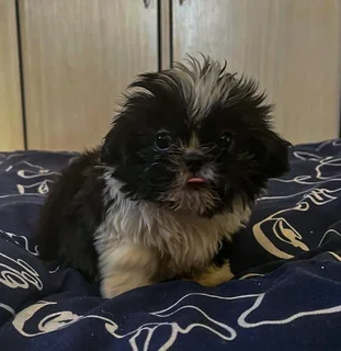 Miniature Shih Tzu Puppies