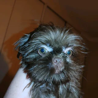 Miniature Shih Tzu Puppies