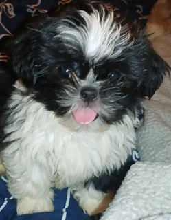 Miniature Shih Tzu Puppies