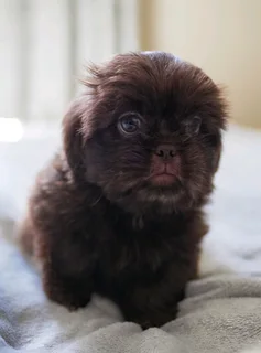 Miniature Shih Tzu puppies