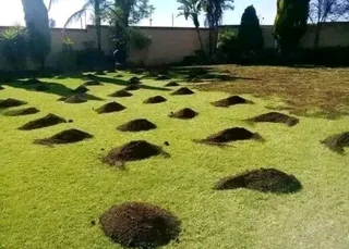 Lawn Dressing Make Your Grass Green Always