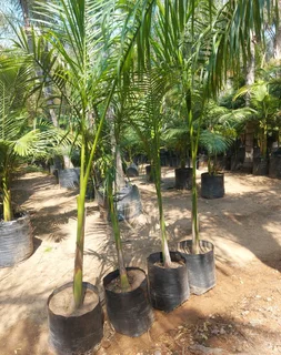 Cuban Royal Palm Tree's we deliver and planting