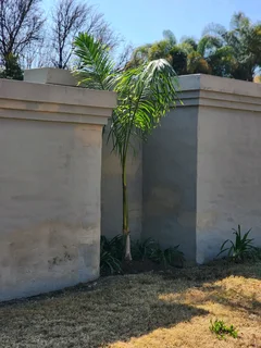 Cuban Royal Palm Tree&#39;s we deliver and planting