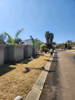 Cuban Royal Palm Tree&#39;s we deliver and planting