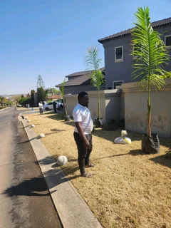 Cuban Royal Palm Tree&#39;s we deliver and planting