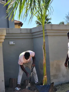 Cuban Royal Palm Tree&#39;s we deliver and planting