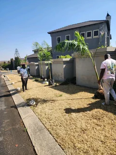 Cuban Royal Palm Tree&#39;s we deliver and planting