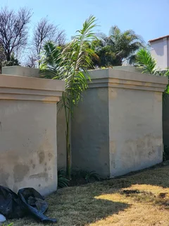 Royal Palm Tree&#39;s We Supply WhatsApp For Order&#39;s