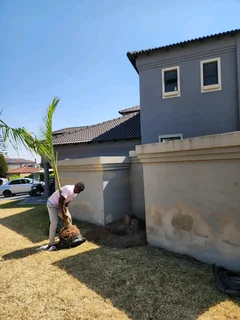 Royal Palm Tree&#39;s We Supply WhatsApp For Order&#39;s