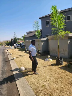 Royal Palm Tree&#39;s We Supply WhatsApp For Order&#39;s