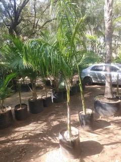 Royal Palm Tree&#39;s We Supply WhatsApp For Order&#39;s