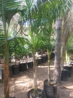 Royal Palm Tree&#39;s We Supply WhatsApp For Order&#39;s