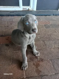 Weinmeraner puppie