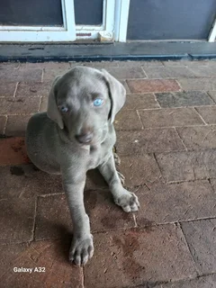 Weinmeraner puppie