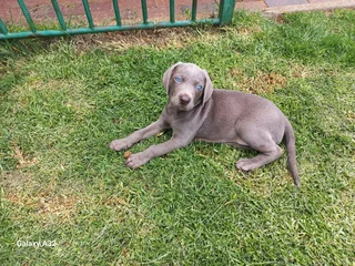 Weinmeraner puppie