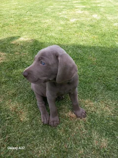 Weinmeraner puppie