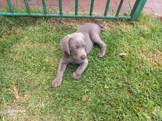 Weinmeraner puppie
