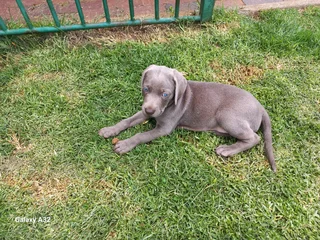 Weinmeraner puppie