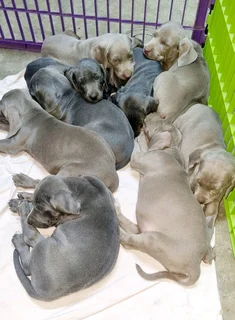 Weimaraner puppies