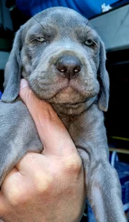 Weimaraner puppies