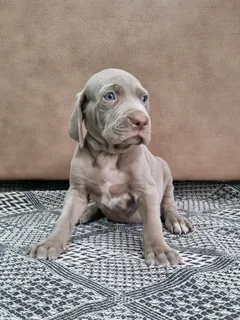 Weimaraner puppies
