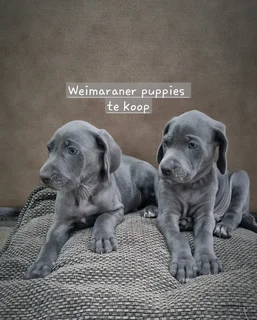 Weimaraner puppies