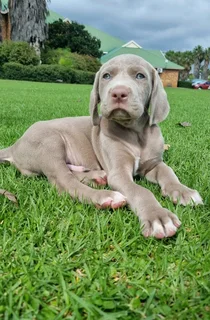 Weimaraner puppies